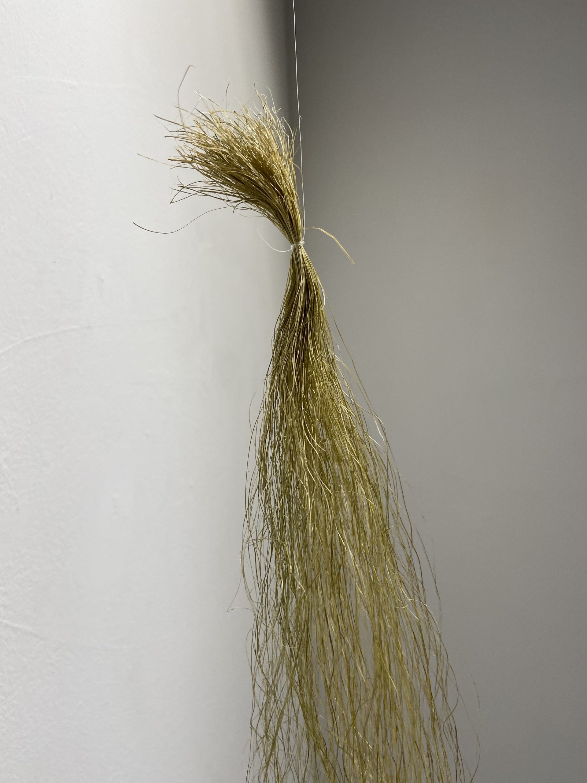 Roots