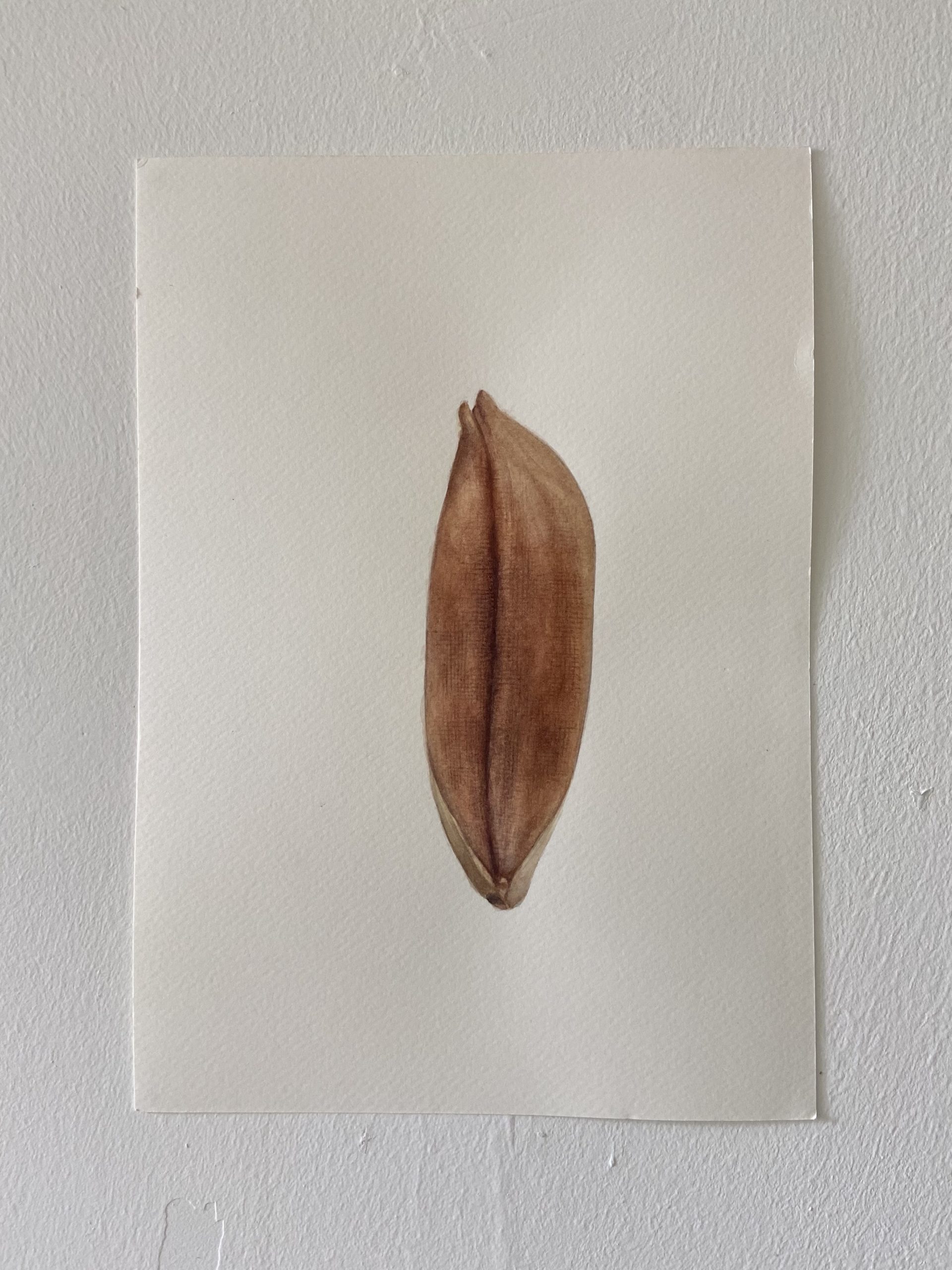 Observations of the Rice Husk